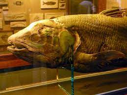 The museum combines historic exhibits drawn from the university's vast collections with new and changing, multimedia exhibitions. Harvard Museum Of Natural History Museums In Harvard Sq Boston