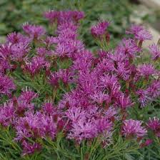 Image result for Vernonia jelfiae