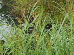 Image result for Cyperus longus