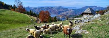 Površina joj je 183 km2, dužina 50 km i širina 22 km. Nationalpark Tara Serbia
