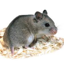 Black And White Syrian Hamster For Sale Another One My Sister Got A Chinese Dwarf Hamster The Other Day And It Is So Cute Dwarf Hamster Chinese Dwarf Hamster Hamster