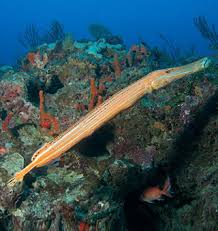 Hawaii Fish Marine Wildlife Information Maui Kauai Big