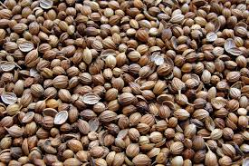 Image result for Coriandrum