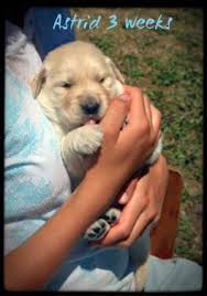 In the uk you won't get a lot of change from £1000 for a purebred goldie pup. Golden Retriever Puppies For Sale In East Missoula Montana Classified Americanlisted Com