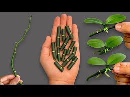 Image result for orchid cuttings