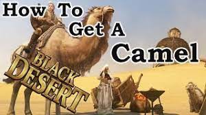How to get a camel in bdo doing a quest. Black Desert How To Get A Camel Youtube