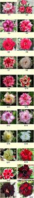 Maybe you would like to learn more about one of these? 2015 Adenium Desert Rose For Sale Set G