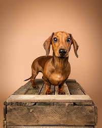 Pet photography studio near me. Some Of The Mutley S Who Ve Had An Studio Pet Photography Session Sessions Take Place At Our Larbert Studio Animal Photography Dog Photoshoot Dog Photography