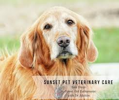 In home final pet care is a very comforting option with home pet. Sunset Pet Veterinary Care Home Facebook