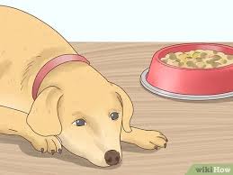 Even though your dog will bleed, she isn't in pain during heat. 4 Ways To Tell If Your Dog Is In Heat Wikihow
