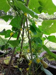 Keeping the growing cucumbers off of the ground helps to prevent disease and insect infestation, enabling the. How To Make A Cucumber Trellis