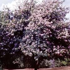 Image result for Bauhinia purpurea