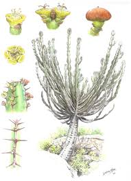 Image result for Chorisochora transvaalensis