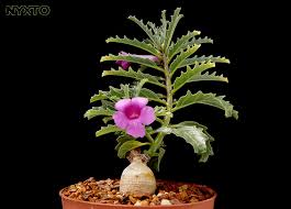 Image result for Adenia karibaensis