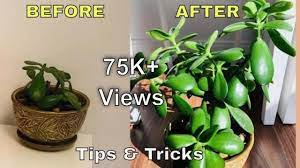 Saving Jade Plant Do S Dont S Jade Plant Care Jade Plant Tips Tricks Bubbles Of Green Youtube In 2021 Jade Plant Care Plant Care Jade Plants