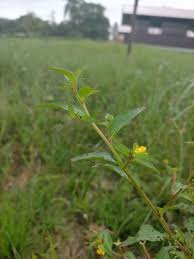 Image result for Ludwigia erecta