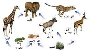 السلاسل الغذائية بحث google