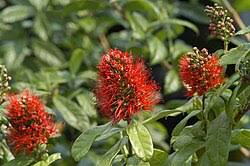 Image result for Combretum xanthothyrsum