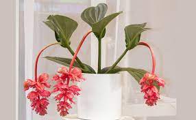 Ce vendeur de plante à fleur rose dont la société est shenzhenshi jingshan keji youxian gongsi ayant pour. Medinilla Magnifique Medinilla Magnifica Entretien Rempotage Arrosage