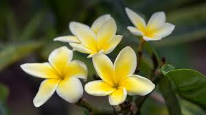 White Yellow Plumeria Frangipani Plumeria Flowers Flower Pot Design Flower Pots