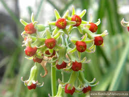 Image result for Tulbaghia alliacea