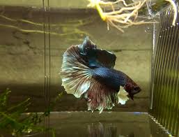 Pin On Bettas Betta Tank Ideas