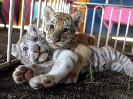 Advice on the gadgets your family uses every day. 14 Animals That Are Surprisingly Legal To Own As Pets In The Us