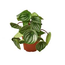 Image result for Peperomia molleri
