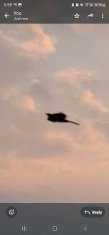 What's this bird. Arizona November 2024