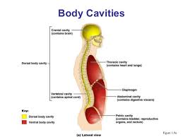 Body Cavities