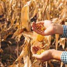 If you are looking for corn yield calculator by weight you are coming to the right page. Corn Yield Calculator Maximize Profit Avipel