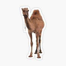 Sign up for free today! Camel Love Gifts Merchandise Redbubble