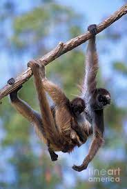 They may weigh up to 20 pounds with thin dangling limbs that are very strong. Long Haired Spider Monkey Photograph By Art Wolfe