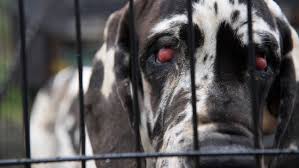 Buying your puppy from a local breeder, rather than from across the country or from a pet shop, is the safest way to find a happy and healthy dog that will make a great addition to your family. New Hampshire Woman To Start Paying Nearly 2m In Great Danes Neglect Case Wgme
