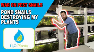 Most pests can be eliminated pretty quickly with a professional pest control company. Pest Snails Destroying My Plants Best Way To Get Rid Of Pest Snails Youtube