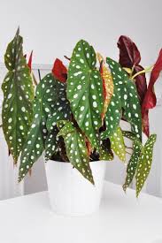 Strauchbegonie Polka Dot Begonia Gross Begonia Gross Polkadot Strauchbegonie Tropicalg Planten Kamerplanten Grijze Muren