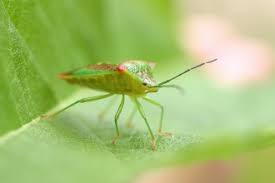 While house flies feed on a wide variety of human foods, fruit flies, per their name, have a particular appetite for small bugs in or around cabinets, or on walls or ceilings. Common Green Shieldbug The Wildlife Trusts