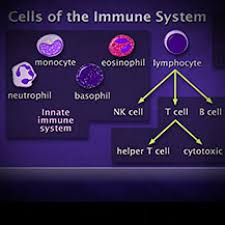 Cells Of The Immune System