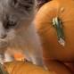 Fall Fest at Old MacDonald’s Farm