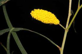 Image result for Acacia lasiopetala