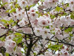 Depending on the species, these trees do well between zones 4 through 8 while some, like the kwanzan and yoshino, grow in zones 5 through 8. Flowering Cherry Trees Grow An Ornamental Cherry Blossom Tree Garden Design
