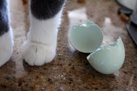 Cats are obligate carnivores, which means that they need meat to live. Can Cats Eat Eggs The Truth About Yolks Raw Eggs Scrambles