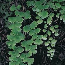 Image result for Adiantum capillus-veneris