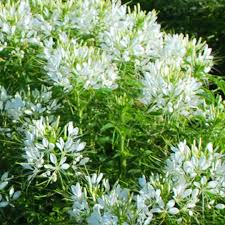 Image result for Cleome bororensis