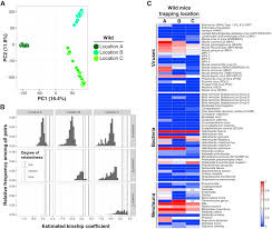 Wild Mouse Gut Microbiota Promotes Host Fitness And Improves