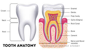 Sosis can ensure the best possible results, and minimize complications during treatment. Symptoms Of A Damaged Root Canal To Watch Out For Emergency Dentist Sydney