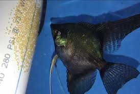 Select options select options details. Jc Angelfish Update Sold We Have A Young Pinoy Pair Facebook
