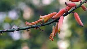 Maybe you would like to learn more about one of these? Flower Aloe Vera Bloom Plant Outdoor Nature Wood Lands Trees Garden Alovera Pikist