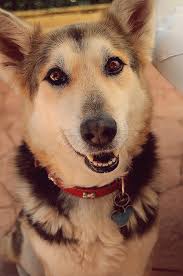 Sin Rostro Ni Sonrisa Luna Mezcla Pastor Aleman Y Husky Siberiano