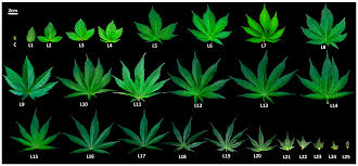 Image result for Cannabis sativa